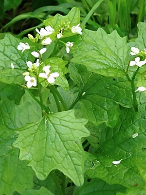 photo of Garlic Mustard