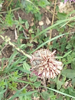 photo of White Clover