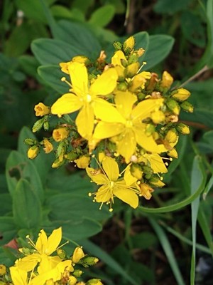 photo of Hairy St John's Wort