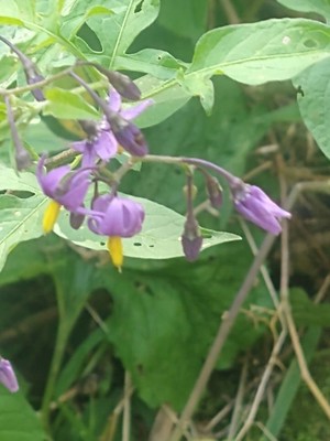 photo of Bittersweet