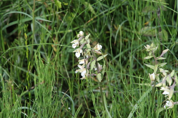 photo of Marsh Helleborine