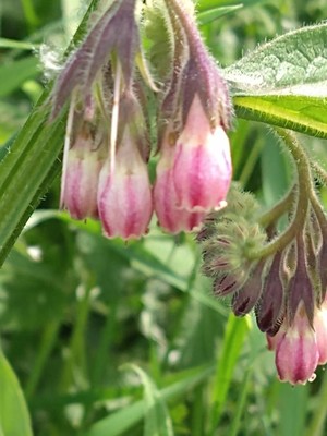 photo of Common Comfrey