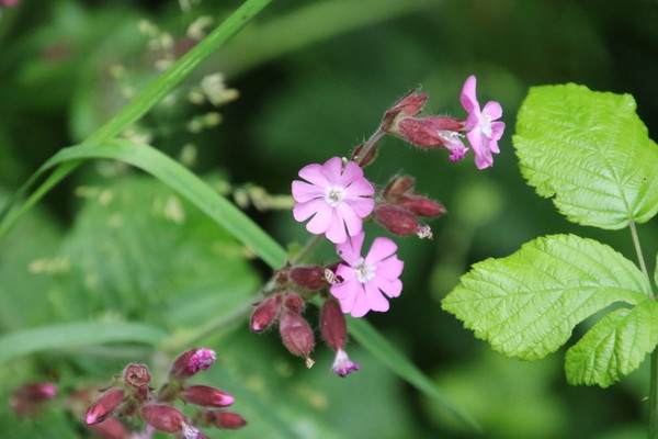 photo of Red Campion