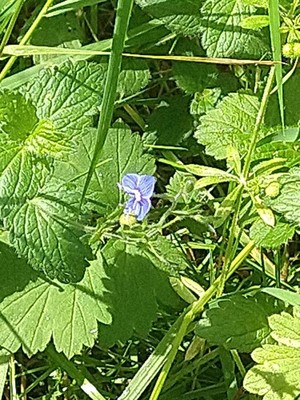 photo of Germander Speedwell