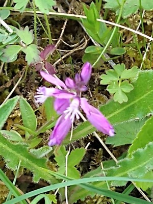photo of Chalk Milkwort