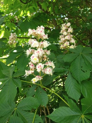 photo of Horse Chestnut
