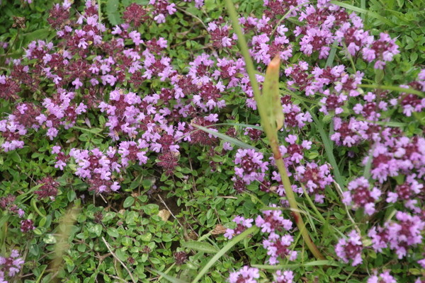 photo of Wild Thyme