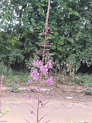 photo of Rosebay Willowherb