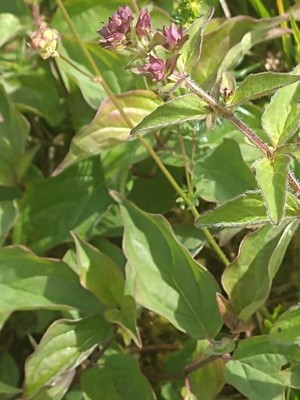 photo of Wild Marjoram