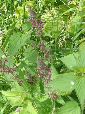 photo of Hedge Woundwort