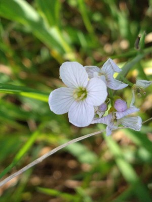 photo of Cuckoo Flower