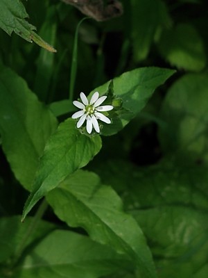 photo of Water Chickweed