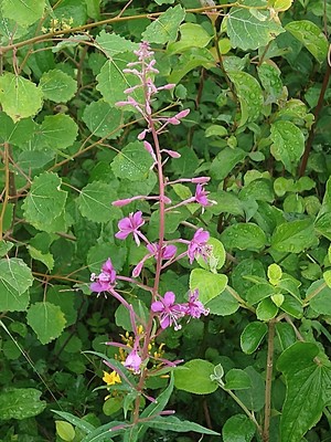 photo of Rosebay Willowherb
