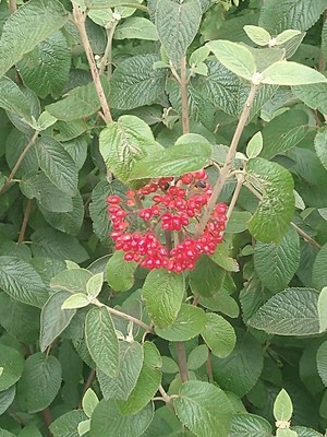 photo of Wayfaring Tree