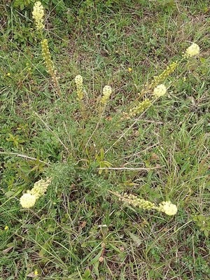 photo of Wild Mignonette