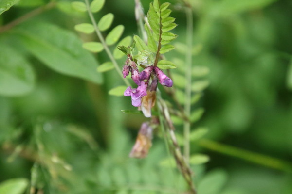 photo of Bush Vetch