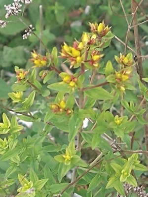 photo of Perforate St. John's Wort