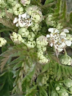 photo of Wild Angelica