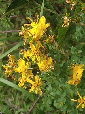 photo of Imperforate St. John's Wort