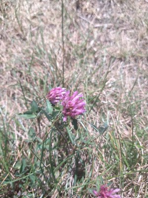 photo of Red Clover