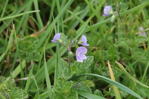 photo of Germander Speedwell