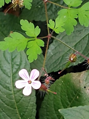 photo of Herb Robert