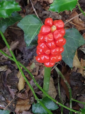photo of Italian Arum