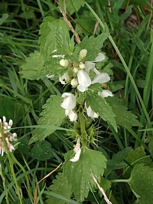 photo of White Dead Nettle