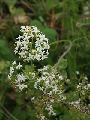 photo of Hedge Bedstraw