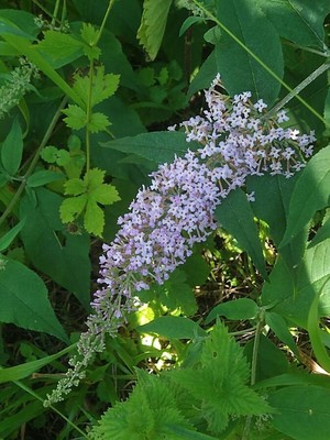 photo of Butterfly Bush