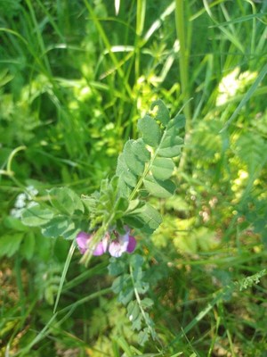 photo of Common Vetch
