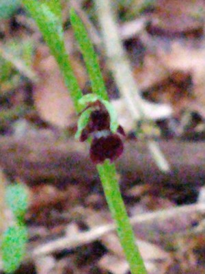 photo of Fly Orchid