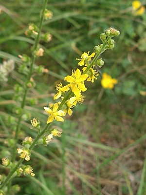 photo of Agrimony