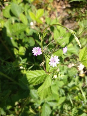 photo of Dove's Foot Crane's Bill