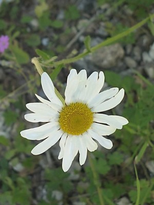 photo of Oxeye Daisy
