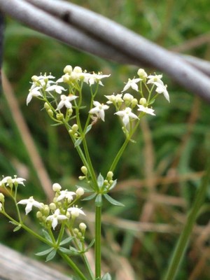 photo of Hedge Bedstraw