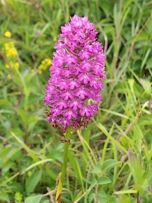 photo of Pyramidal Orchid