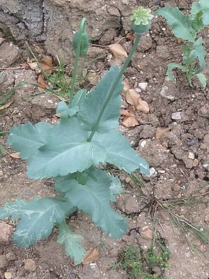 photo of Opium Poppy