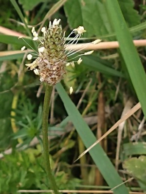 photo of Ribwort Plantain