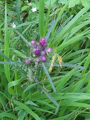 photo of Marsh Thistle