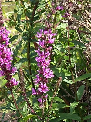 photo of Purple Loosestrife