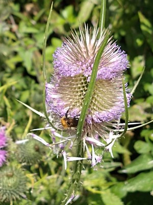 photo of Teasel