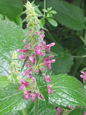 photo of Hedge Woundwort