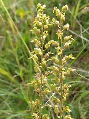 photo of Common Twayblade