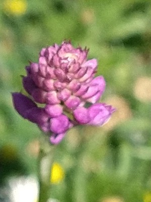 photo of Pyramidal Orchid