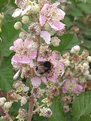 photo of Elm Leaved Bramble