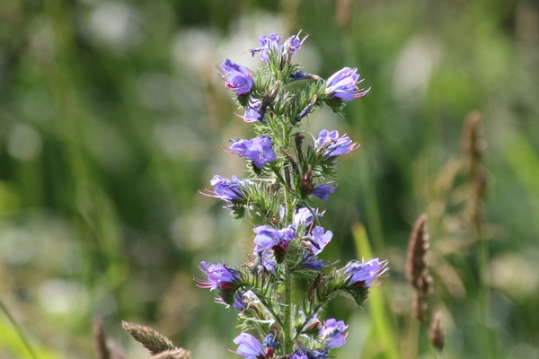 photo of Vipers Bugloss