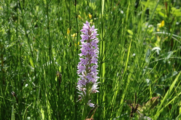 photo of Common Spotted Orchid