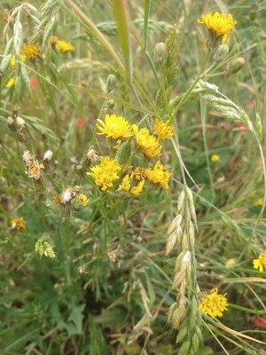 photo of Bristly Hawksbeard