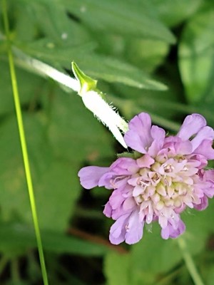 photo of Field Scabious